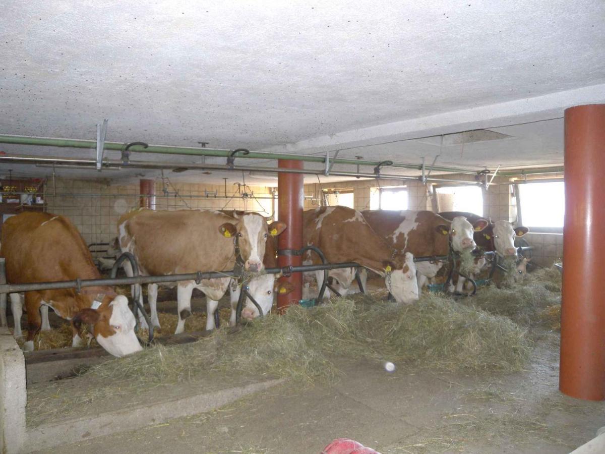 Apartments In Bruck Am Ziller/Zillertal 857 Grosshartberg Dış mekan fotoğraf